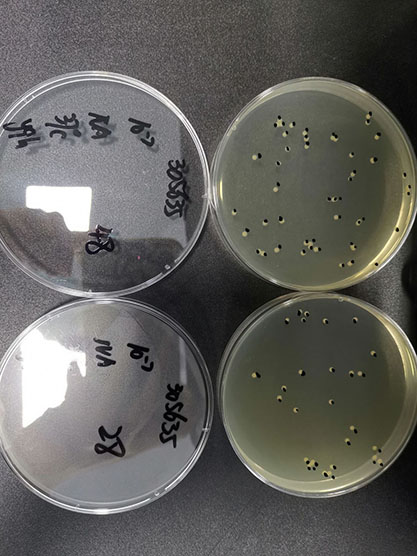 Escherichia coli (Migula) Castellani and Chalmers-BNCC