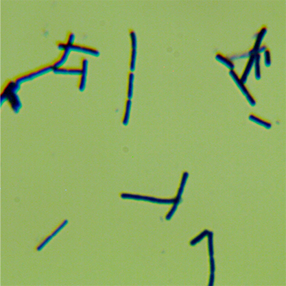 Lactobacillus crispatus-BNCC