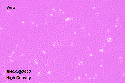 African green monkey kidney cells-BNCC