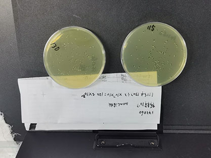 Cronobacterium sakazakii-BNCC
