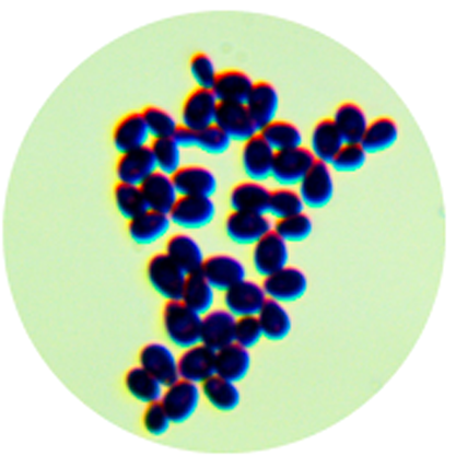 Malassezia furfur (Robin) Baillon-BNCC