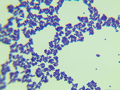 Staphylococcus aureus subsp. aureus Rosenbach-BNCC