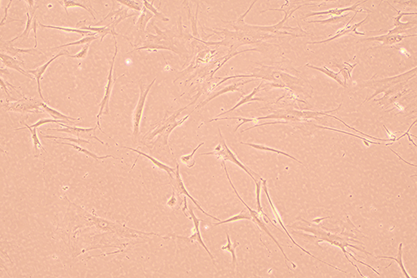 Human breast invasive ductal carcinoma adjacent skin cells-BNCC