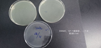 Enterococcus hirae Farrow and Collins-BNCC