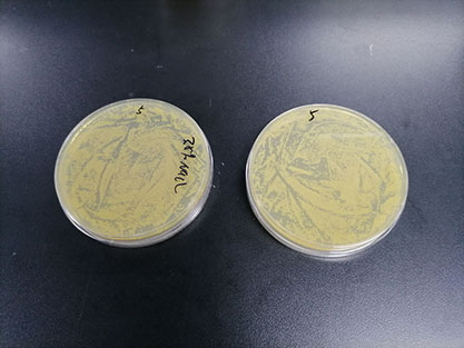 Vibrio parahaemolyticus (halophilus)-BNCC