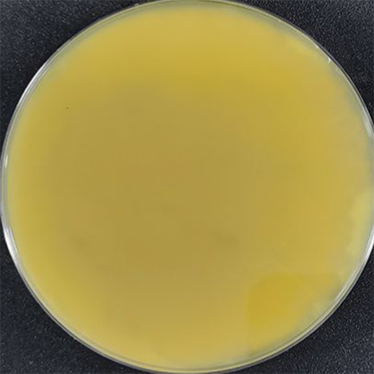Aspergillus flavus-BNCC