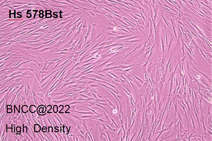 Human normal breast cells-BNCC