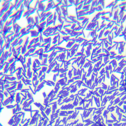 Bacillus licheniformis (Weigmann) Chester emend. Gibson-BNCC
