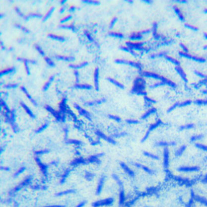 Bacillus mucilaginosus Krassilnikov-BNCC