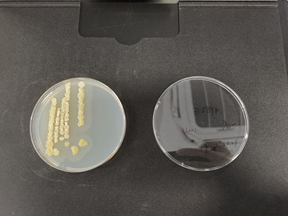 Streptomyces sp.-BNCC