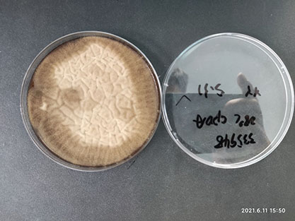 Aspergillus usamii Sakaguchietal-BNCC