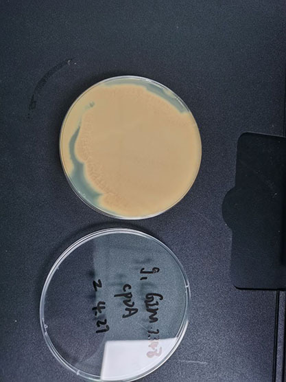 Cephalosporium acremonium Corda-BNCC