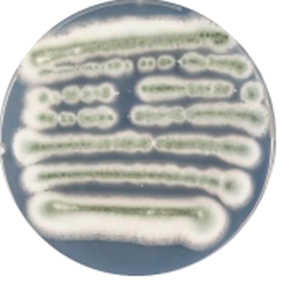 Penicillium chrysogenum Thom-BNCC