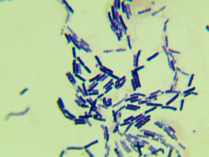 Bacillu sthuringiensis Berliner-BNCC