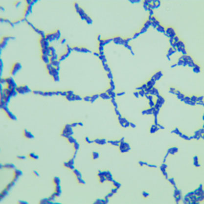 Cutibacterium acnes-BNCC