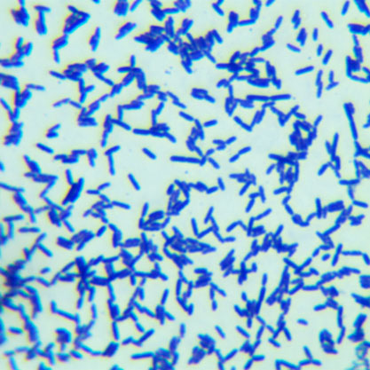 Bacillus licheniformis (Weigmann) Chaester-BNCC