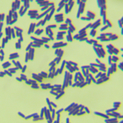 Lactobacillus plantarum-BNCC