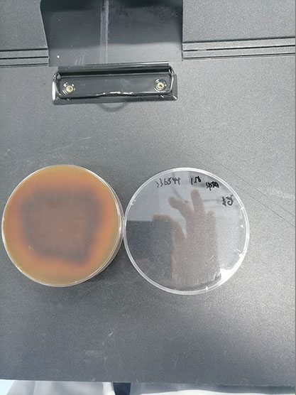 Aspergillus versicolor(Vuillemin)Tirobaschi-BNCC