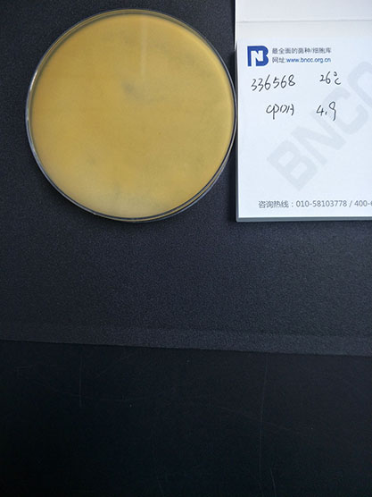 Trichoderma harzianum Rifai-BNCC