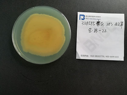 Aspergillus terreus var. terreus-BNCC