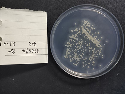 Streptomyces coelicolor (Müller) Waksman et Henrici-BNCC