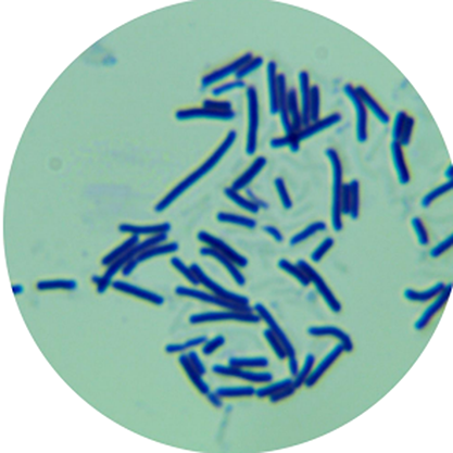 Lactobacillus acidophilus-BNCC