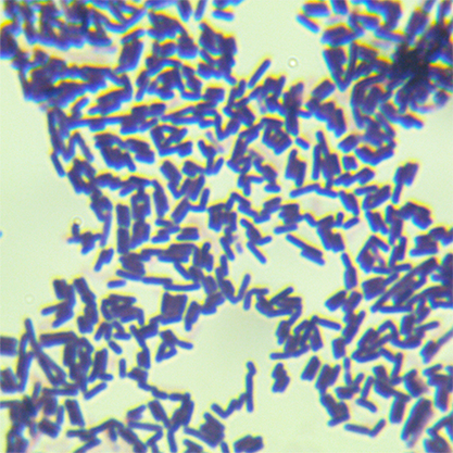 Bacillus pumilus-BNCC