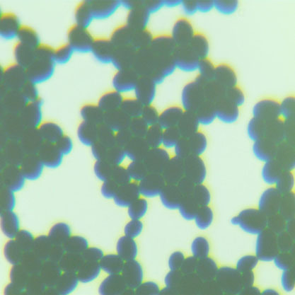 Saccharomyces cerevisiae-BNCC