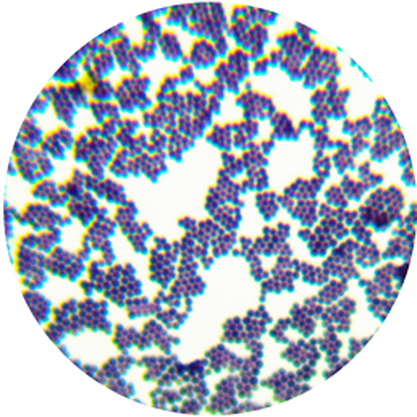 Staphylococcus albus Rosenbach-BNCC