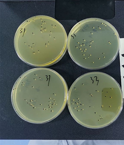 Bacillus cereus-BNCC