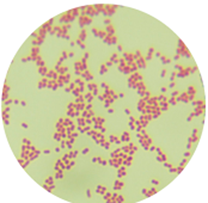 Acinetobacter calcoaceticus-BNCC