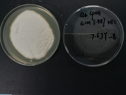 Aspergillus oryzae(Ahlburg)Cohn-BNCC