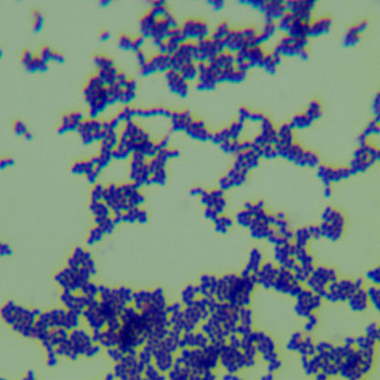 Streptococcus mutans-BNCC