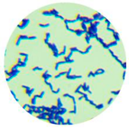 Viscous actinomycetes-BNCC