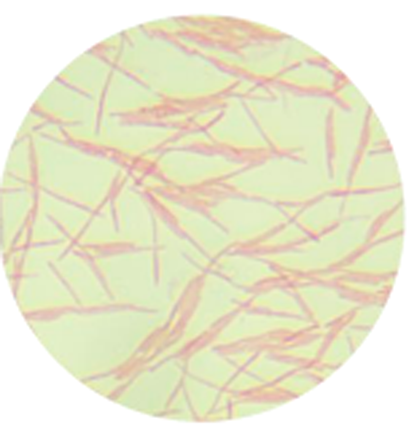 Fusobacterium nucleatum subsp.polymorphum-BNCC