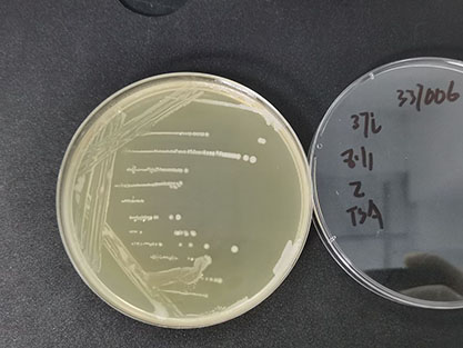 Staphylococcus epidermidis-BNCC