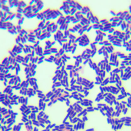 Lactobacillus pentosus-BNCC