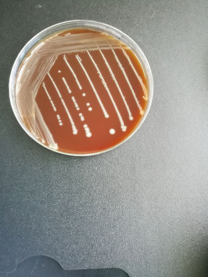 Enterococcus cecorum-BNCC