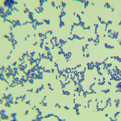 Streptococcus mutans-BNCC