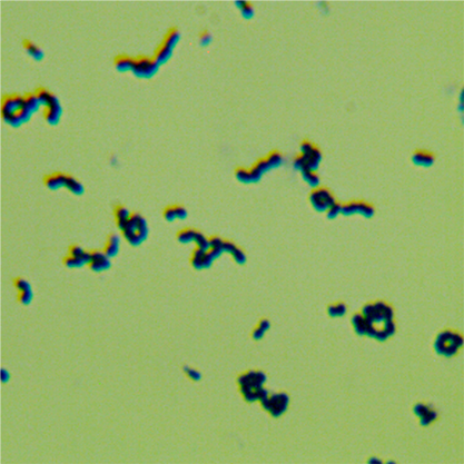 Peptostreptococcus anaerobius-BNCC