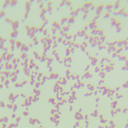 Pseudomonas putida-BNCC