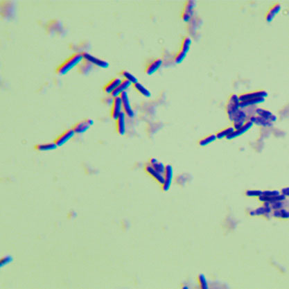 Clostridium butyricum-BNCC