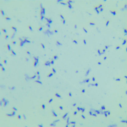 Mycobacterium smegmatis-BNCC