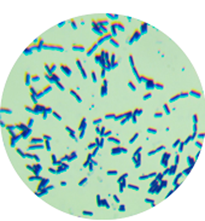 Bacillus Subtilis (Ehrenberg) Cohn-BNCC