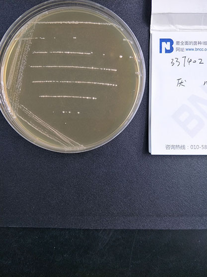 Lactobacillus leichmannii-BNCC