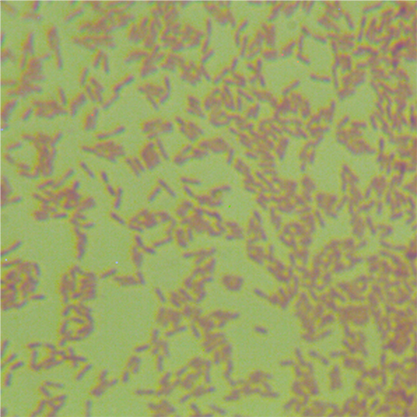 Legionella pneumophila subsp.-BNCC