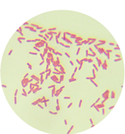 Pseudomonas aeruginosa-BNCC
