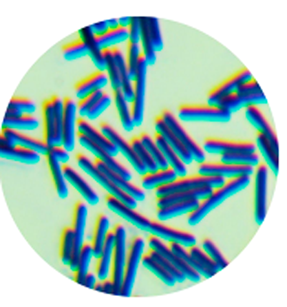 Lysinibacillus sphaericus-BNCC