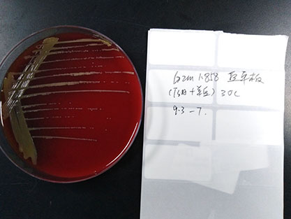 Clavibacter michiganensis subsp.-BNCC