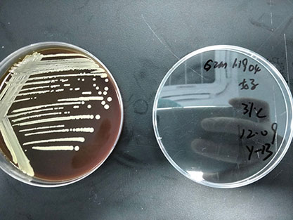 Corynebacterium propinquum-BNCC